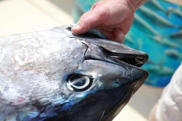 a close up of a person holding a fish