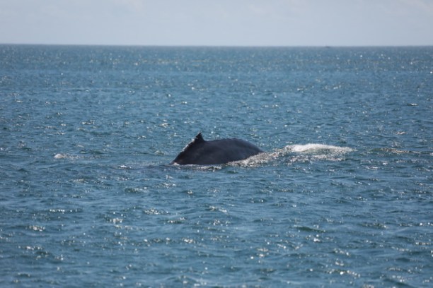 a whale jumping out of the water
