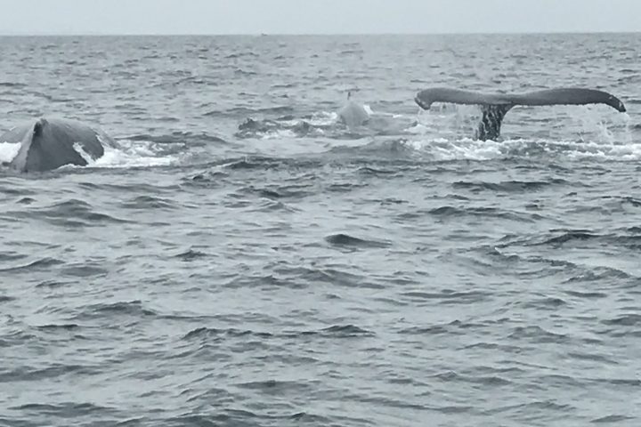 a group of people swimming in a body of water